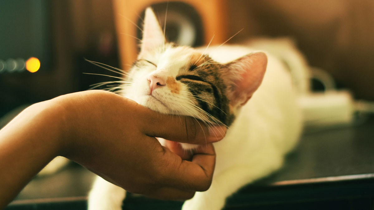 pure-love