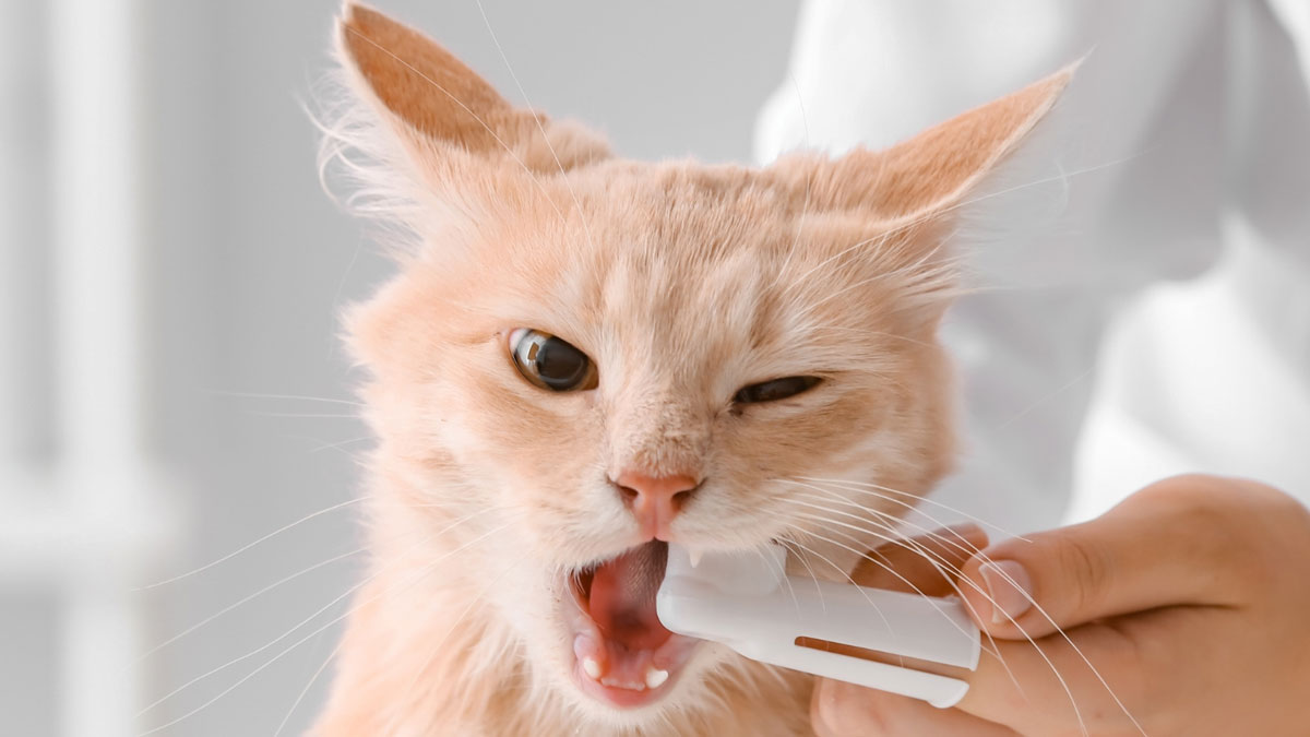 cat-dental-care
