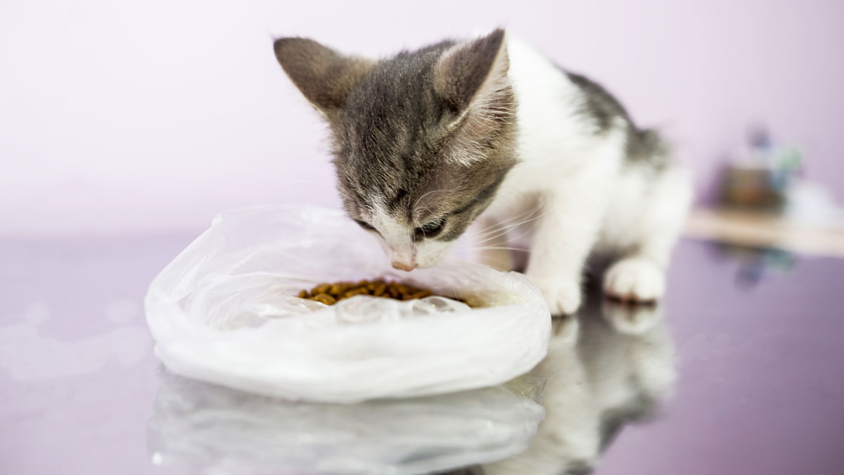 cat-eats-food