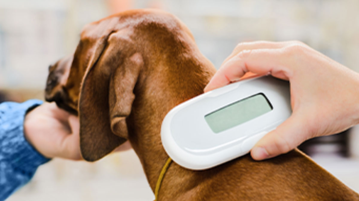 dog-microchipping