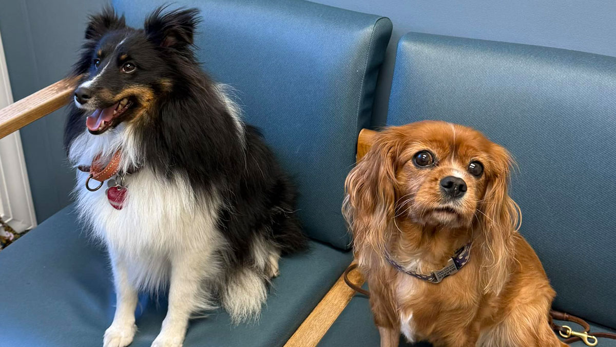 dogs-wait-for-the-checkup