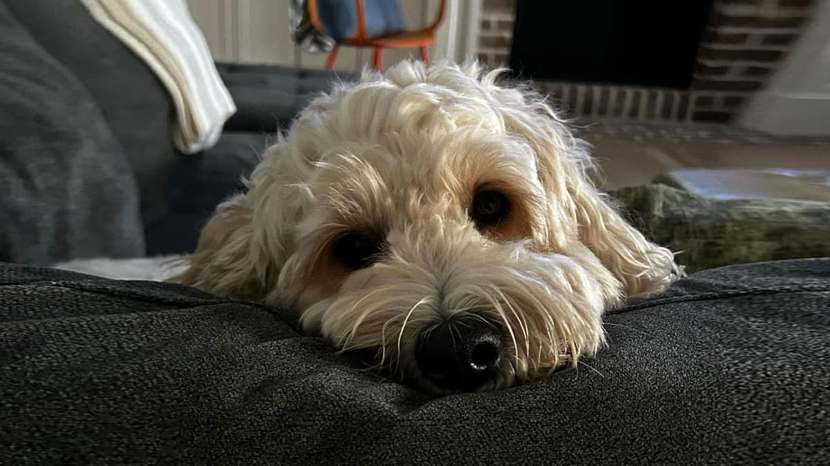 golden-doodle