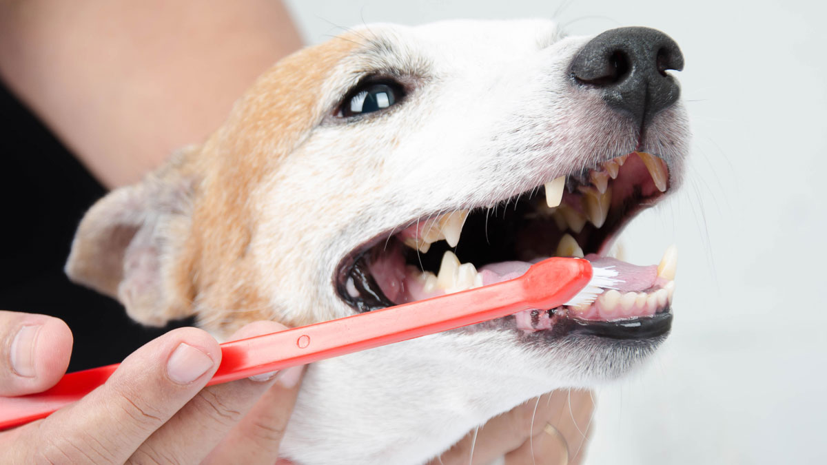 dog dental care