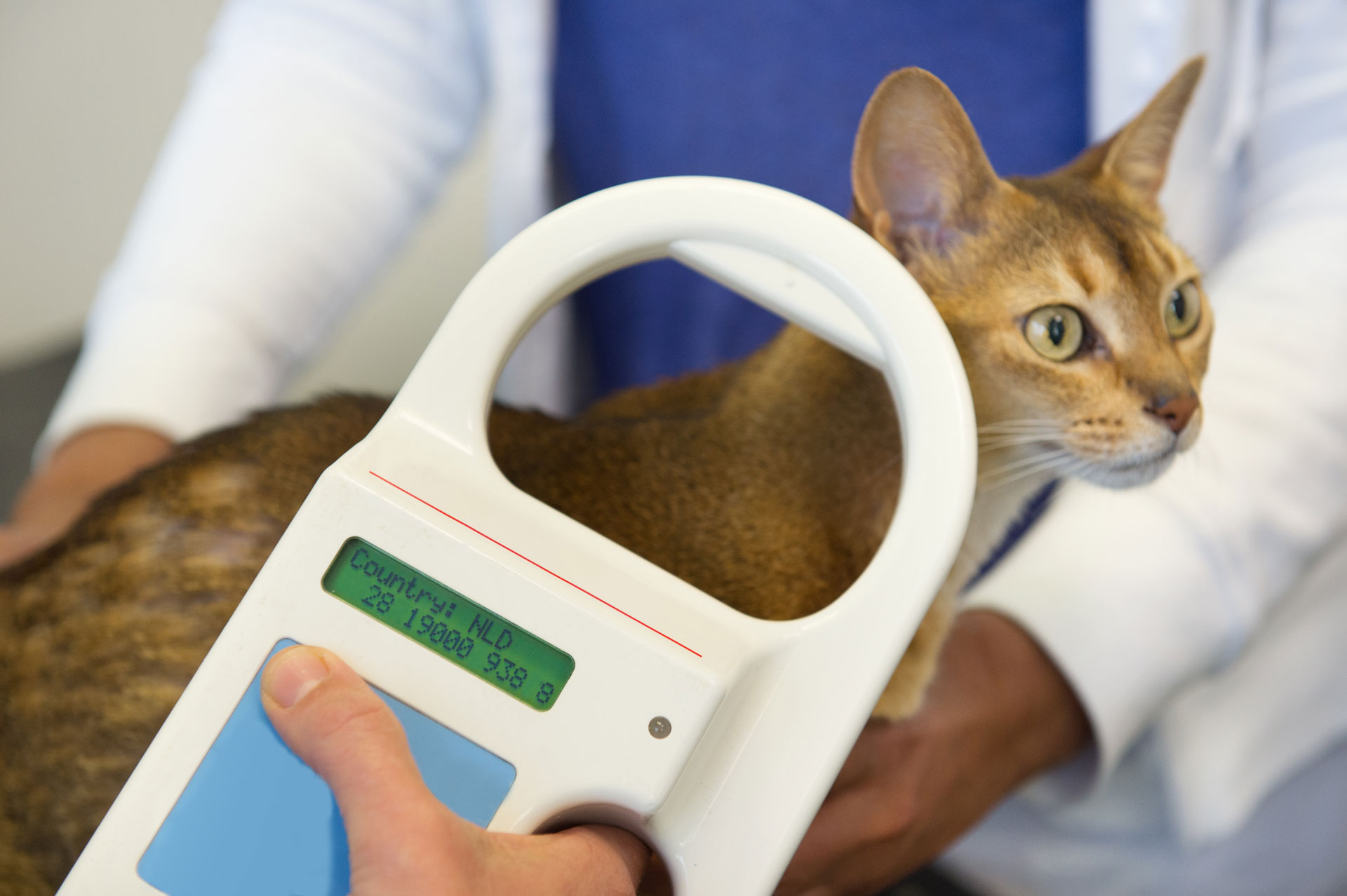 cat-microchipping