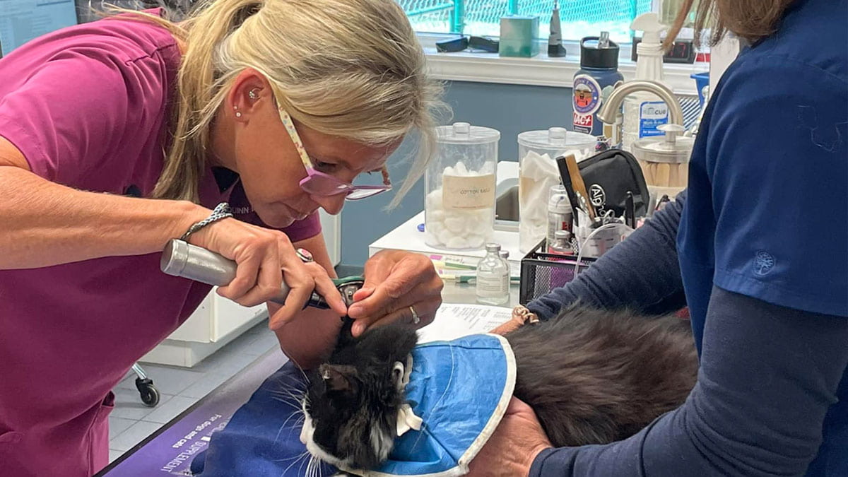 operation-the-cat