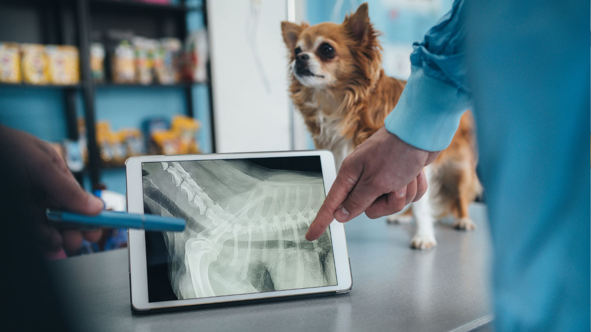 pet-radiology