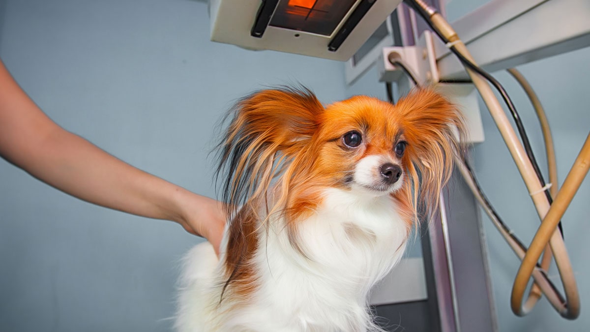 pet-radiology