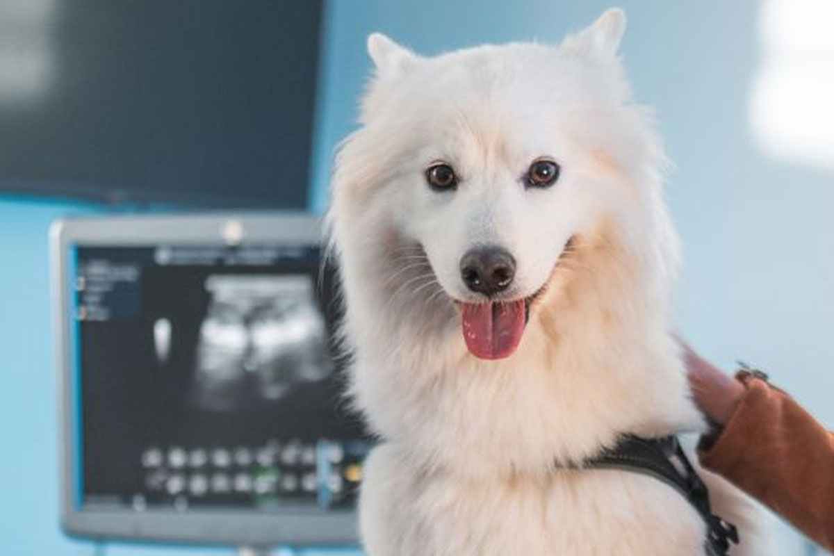 dog-ultrasound