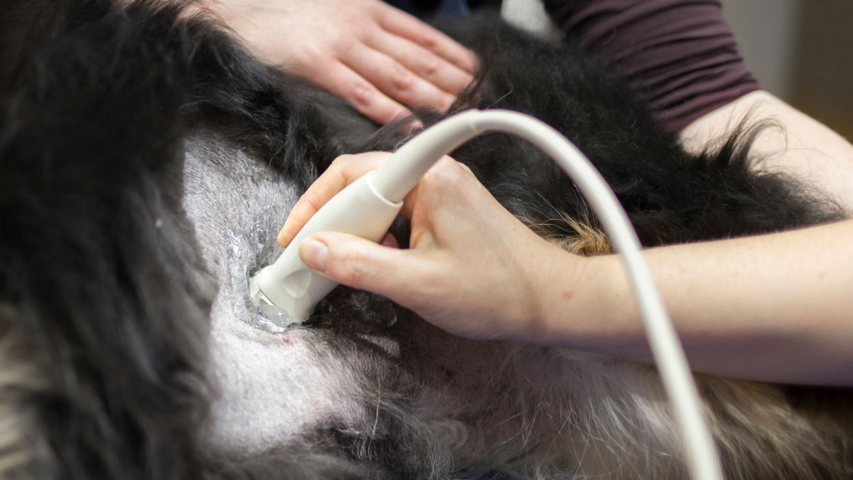 pet-ultrasound