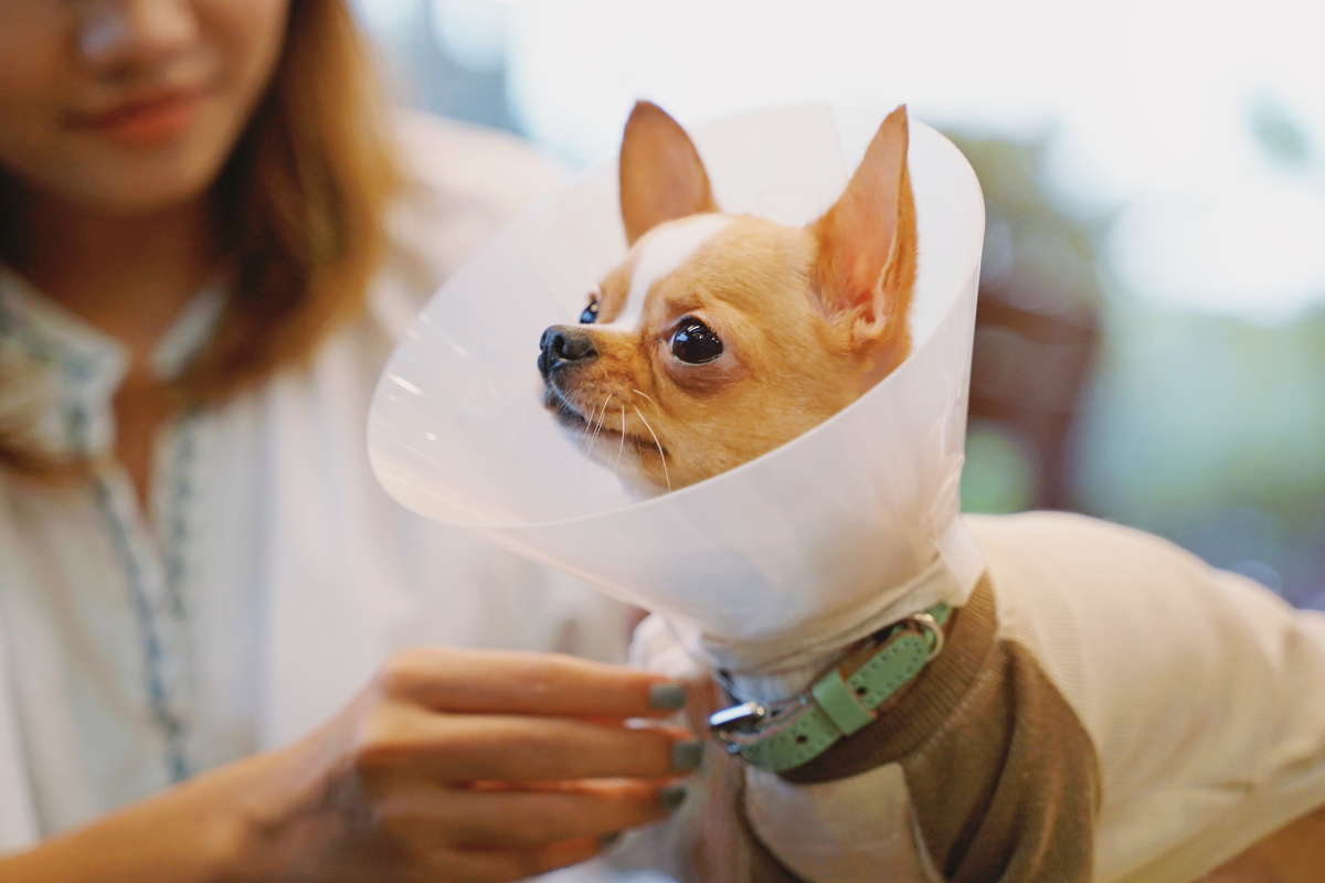 soft-tissue-surgery