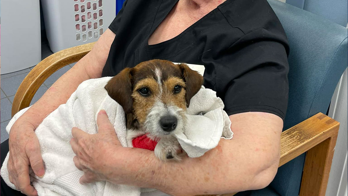 take-care-the-dog