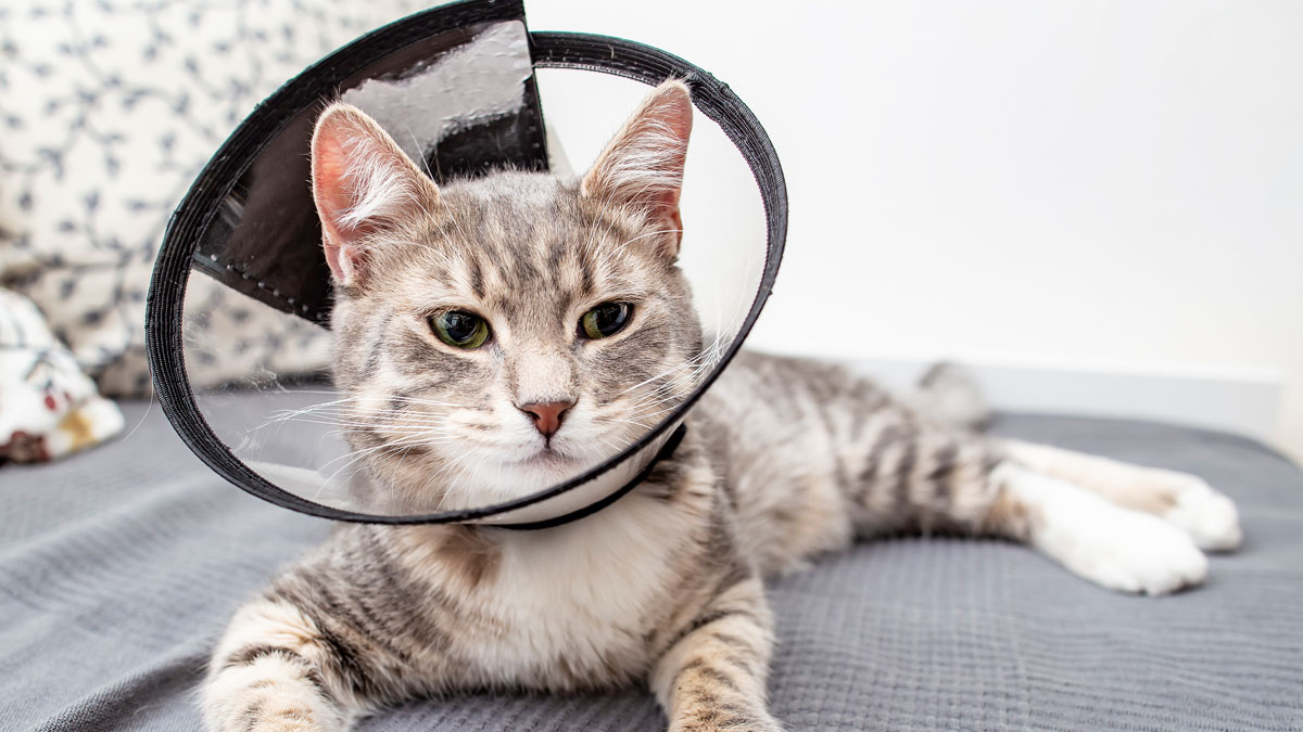 cat-collar-surgery